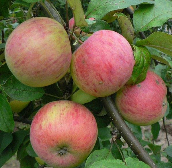 яблуня Штрейфлинг осіннє смугасте