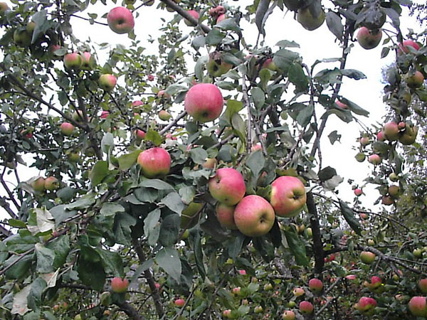 дозрівають плоди яблуні осіннє смугасте
