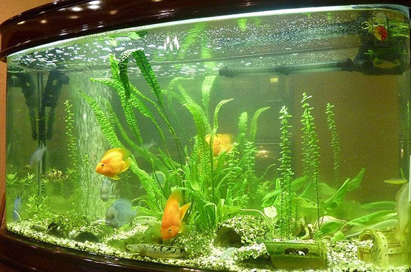 комфортні умови для риб і рослин