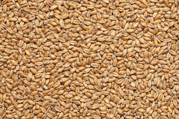 чиста пшениця для пророщування