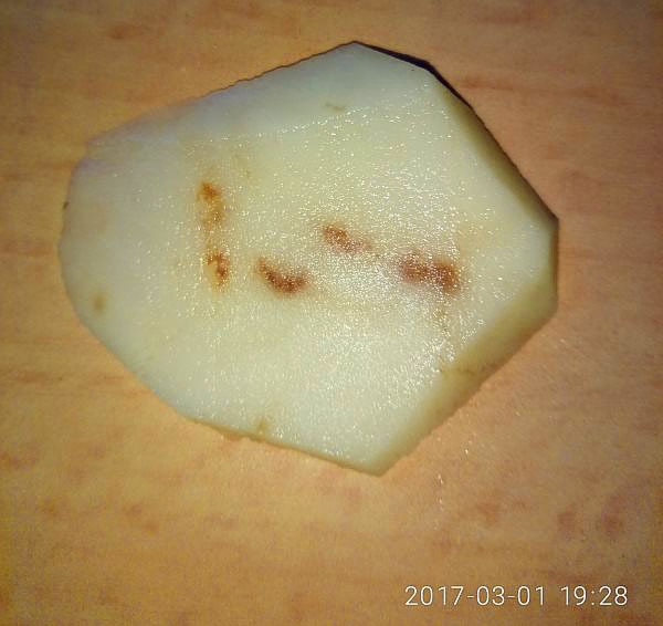 Залозиста плямистість картоплі: причини хвороби, профілактичні заходи