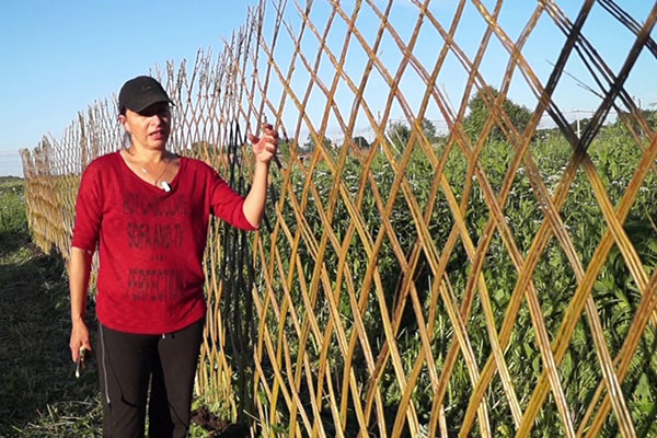 плетіння огорожі з верби