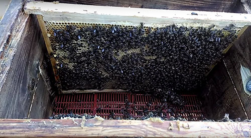 формування бджолиної сім'ї