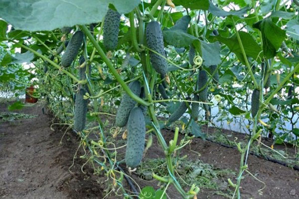 вирощування огірків в теплиці