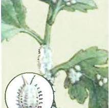 Гузмания-квітка-Опис-особливості-види-і-догляд-за-гузмания-11