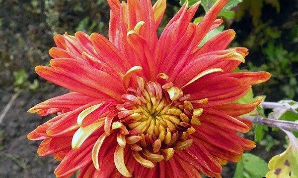 Хризантеми-квіти-Опис-особливості-види-і-догляд-за-хризантемами-16