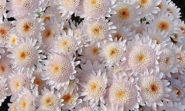 Хризантеми-квіти-Опис-особливості-види-і-догляд-за-хризантемами-3