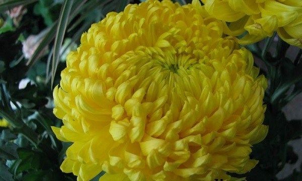 Хризантеми-квіти-Опис-особливості-види-і-догляд-за-хризантемами-2