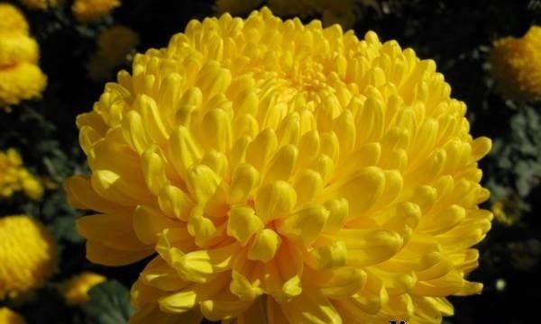 Хризантеми-квіти-Опис-особливості-види-і-догляд-за-хризантемами-1