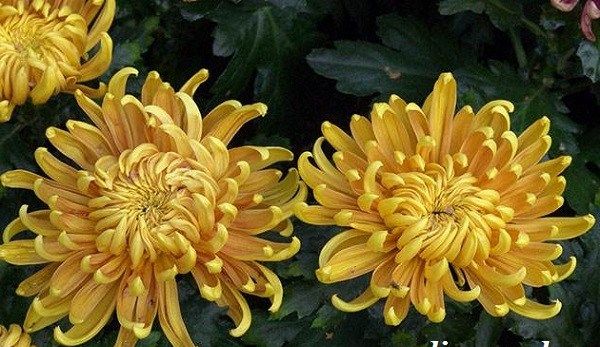 Хризантеми-квіти-Опис-особливості-види-і-догляд-за-хризантемами-5