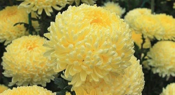 Хризантеми-квіти-Опис-особливості-види-і-догляд-за-хризантемами-8