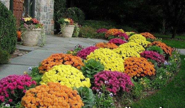 Хризантеми-квіти-Опис-особливості-види-і-догляд-за-хризантемами-17