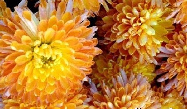 Хризантеми-квіти-Опис-особливості-види-і-догляд-за-хризантемами-15