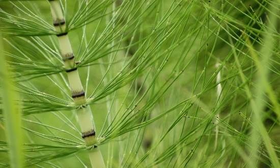 Хвощ-польової-трава-Опис-особливості-види-і-властивості-хвоща-польового-9