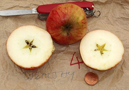 розрізане яблуко