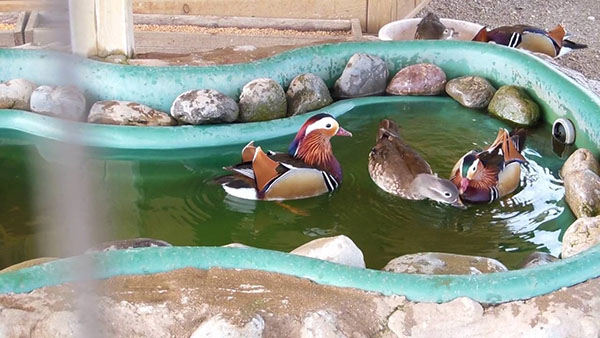 водойма для качки мандаринки