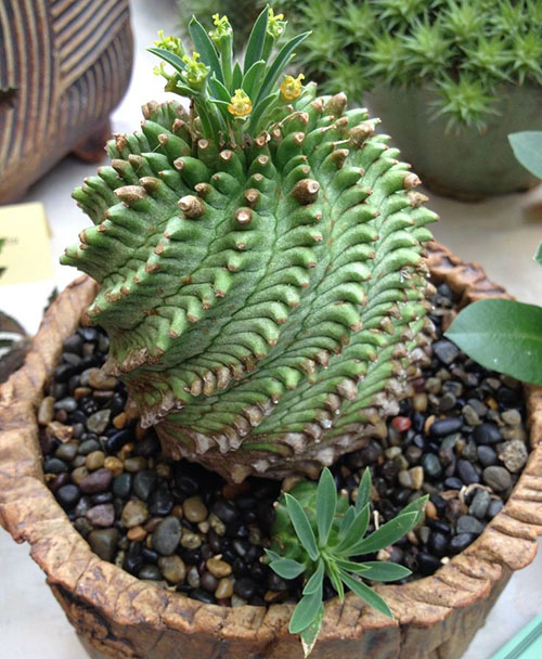Гібридне рослина Euphorbia obesa x Bupleurifolia