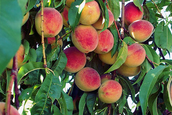 врожайність персиків