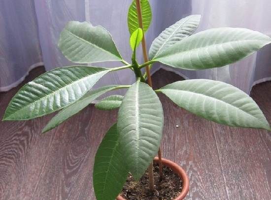 Плюмерія-квітка-Вирощування-плюмерии-Догляд-за-Плюмерія-4