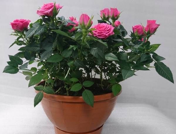 Роза-Кордана-квітка-Опис-особливості-види-і-вирощування-троянди-Кордана-1