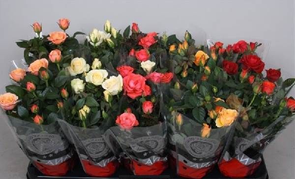 Роза-Кордана-квітка-Опис-особливості-види-і-вирощування-троянди-Кордана-7