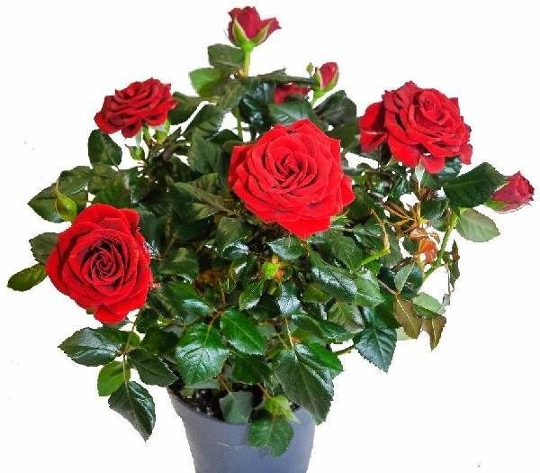 Роза-Кордана-квітка-Опис-особливості-види-і-вирощування-троянди-Кордана-2