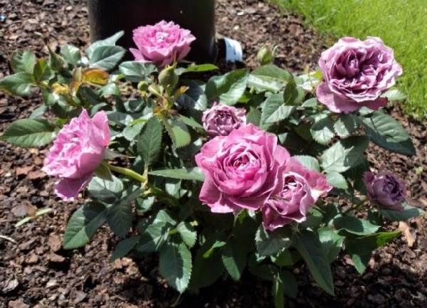 Роза-Кордана-квітка-Опис-особливості-види-і-вирощування-троянди-Кордана-6
