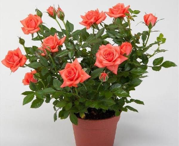 Роза-Кордана-квітка-Опис-особливості-види-і-вирощування-троянди-Кордана-3