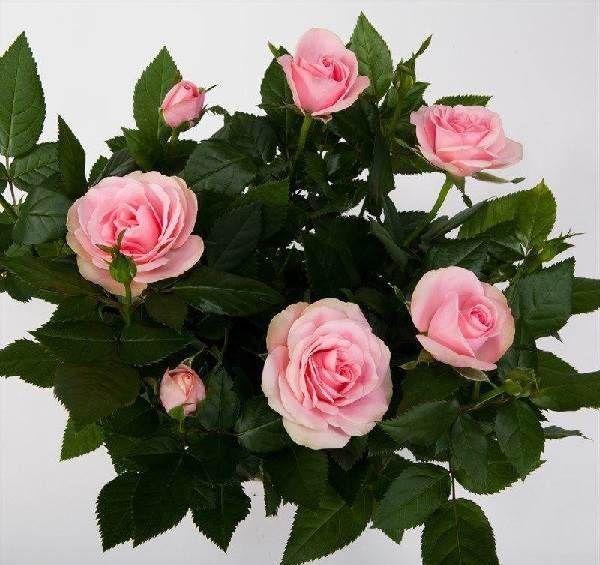 Роза-Кордана-квітка-Опис-особливості-види-і-вирощування-троянди-Кордана-4