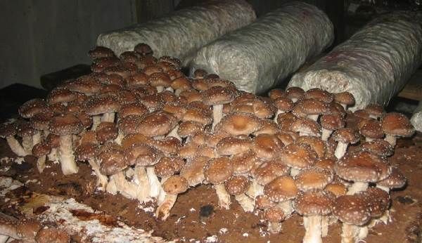 Шиітаке-гриби-Вирощування-шиітаке-Догляд-за-шиітаке-6