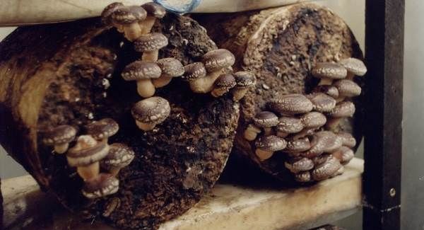 Шиітаке-гриби-Вирощування-шиітаке-Догляд-за-шиітаке-4