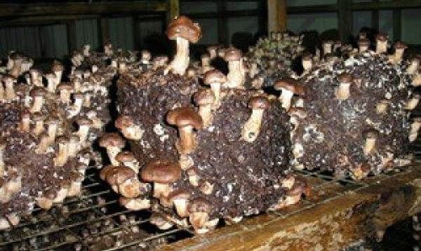 Шиітаке-гриби-Вирощування-шиітаке-Догляд-за-шиітаке-10