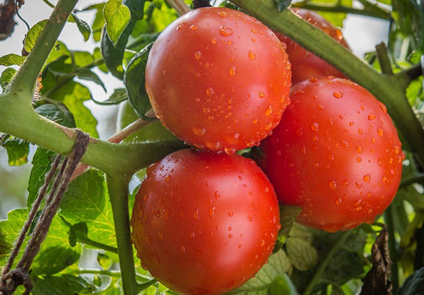 скоростиглий сорт томатів
