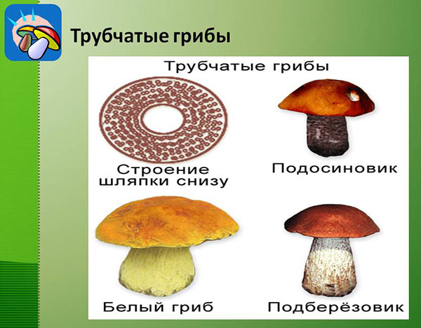 будова трубчастих грибів