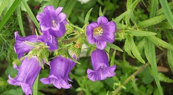 Дзвіночки-квіти-Опис-види-і-вирощування-дзвіночків-15