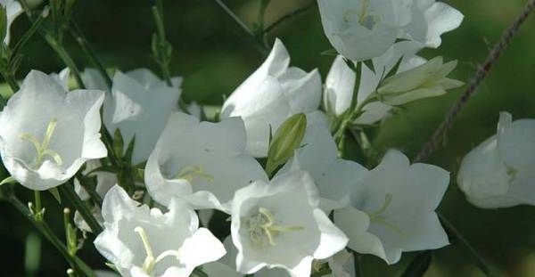 Дзвіночки-квіти-Опис-види-і-вирощування-дзвіночків-31