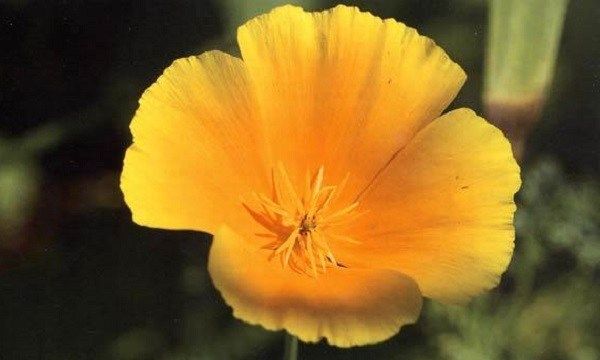 Ешшольція-квіти-Вирощування-ешшольціі-Посадка-і-догляд-за-ешшольція-13
