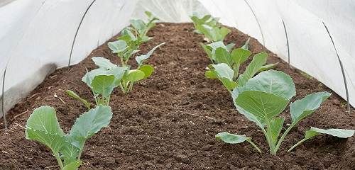 Як-садити-капусту-Колись садити-капусту-7