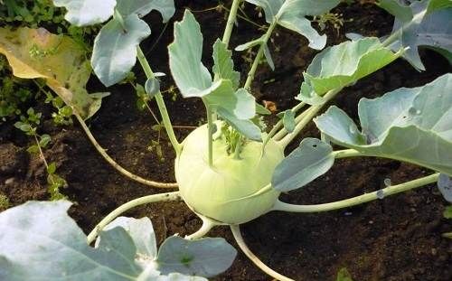 Як-садити-капусту-Колись садити-капусту-5