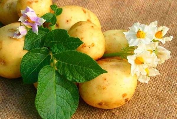 Як-садити-картоплю-Колись садити-картоплю-1