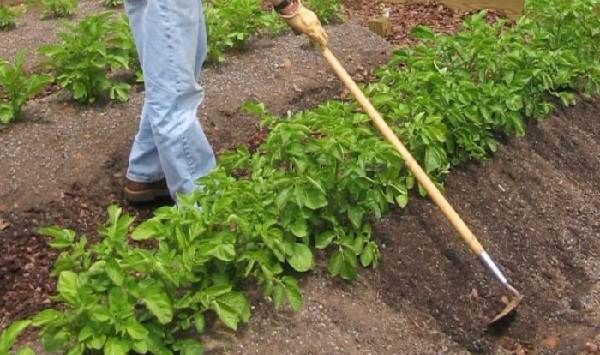 Як-садити-картоплю-Колись садити-картоплю-10