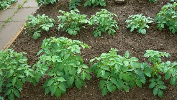 Як-садити-картоплю-Колись садити-картоплю-2