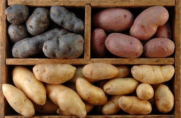 Як-садити-картоплю-Колись садити-картоплю-6