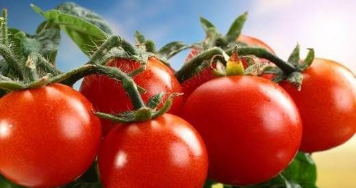 Як-садити-помідори-Колись садити-помідори-3