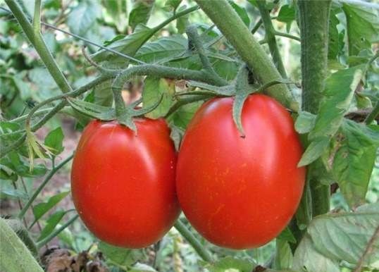 Як-садити-помідори-Колись садити-помідори-1