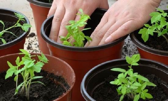 Як-садити-помідори-Колись садити-помідори-5