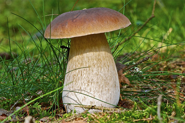корисні властивості білих грибів