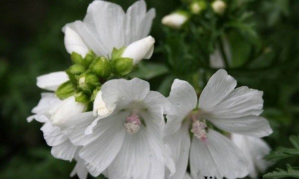 Мальва-квітка-Опис-особливості-види-і-догляд-за-мальвою-8
