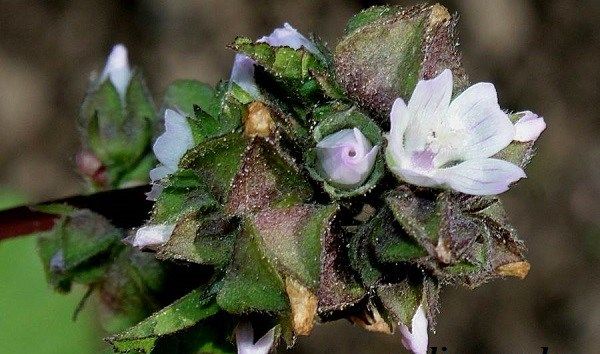 Мальва-квітка-Опис-особливості-види-і-догляд-за-мальвою-10