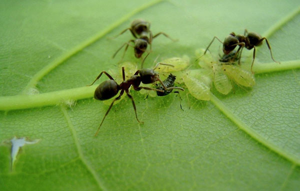 рознощики попелиці мурахи